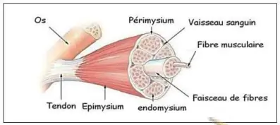 Rôle du muscle squelettique strié dans la conversion de l’énergie